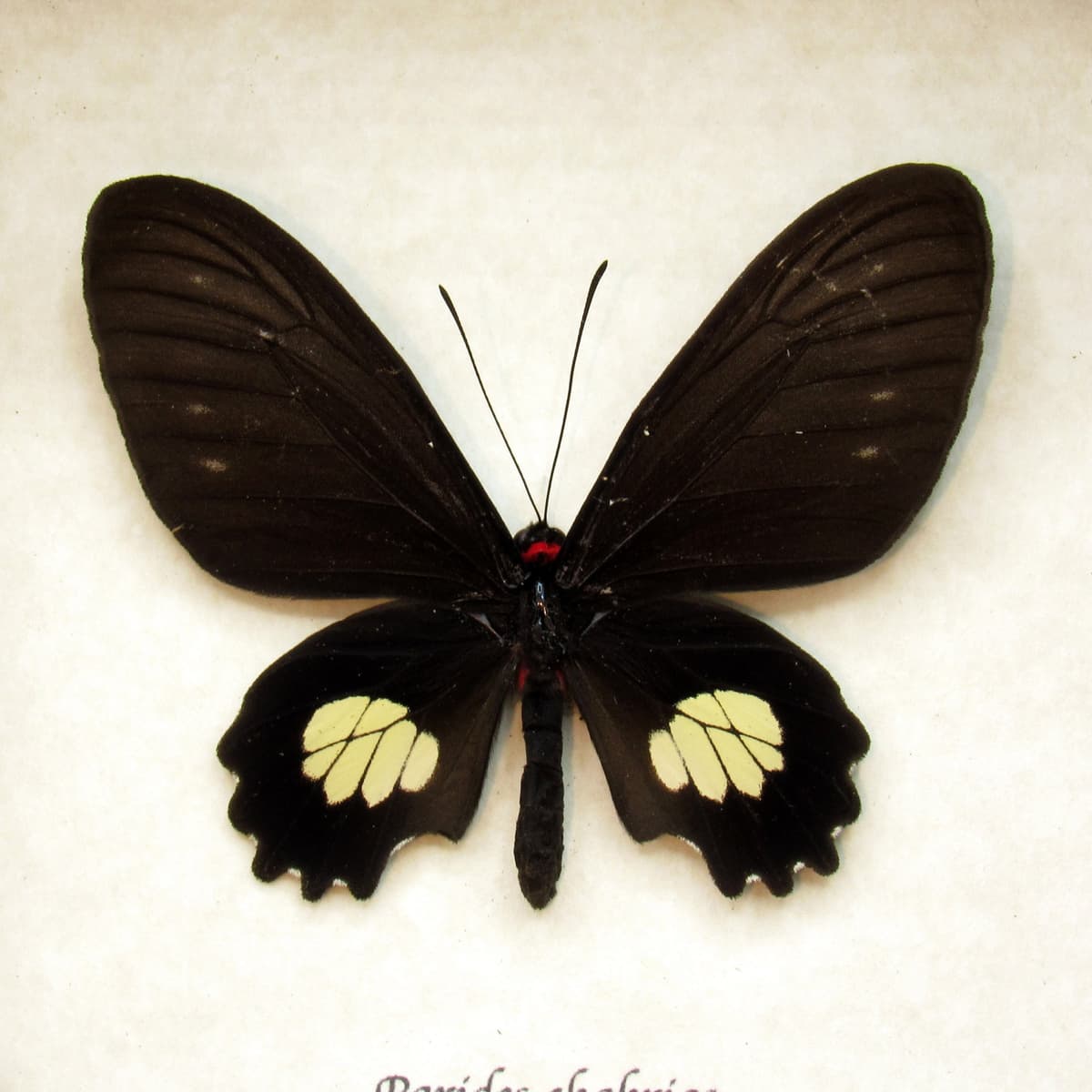 Rare black Cattleheart butterfly framed taxidermy - Parides chabrias - female