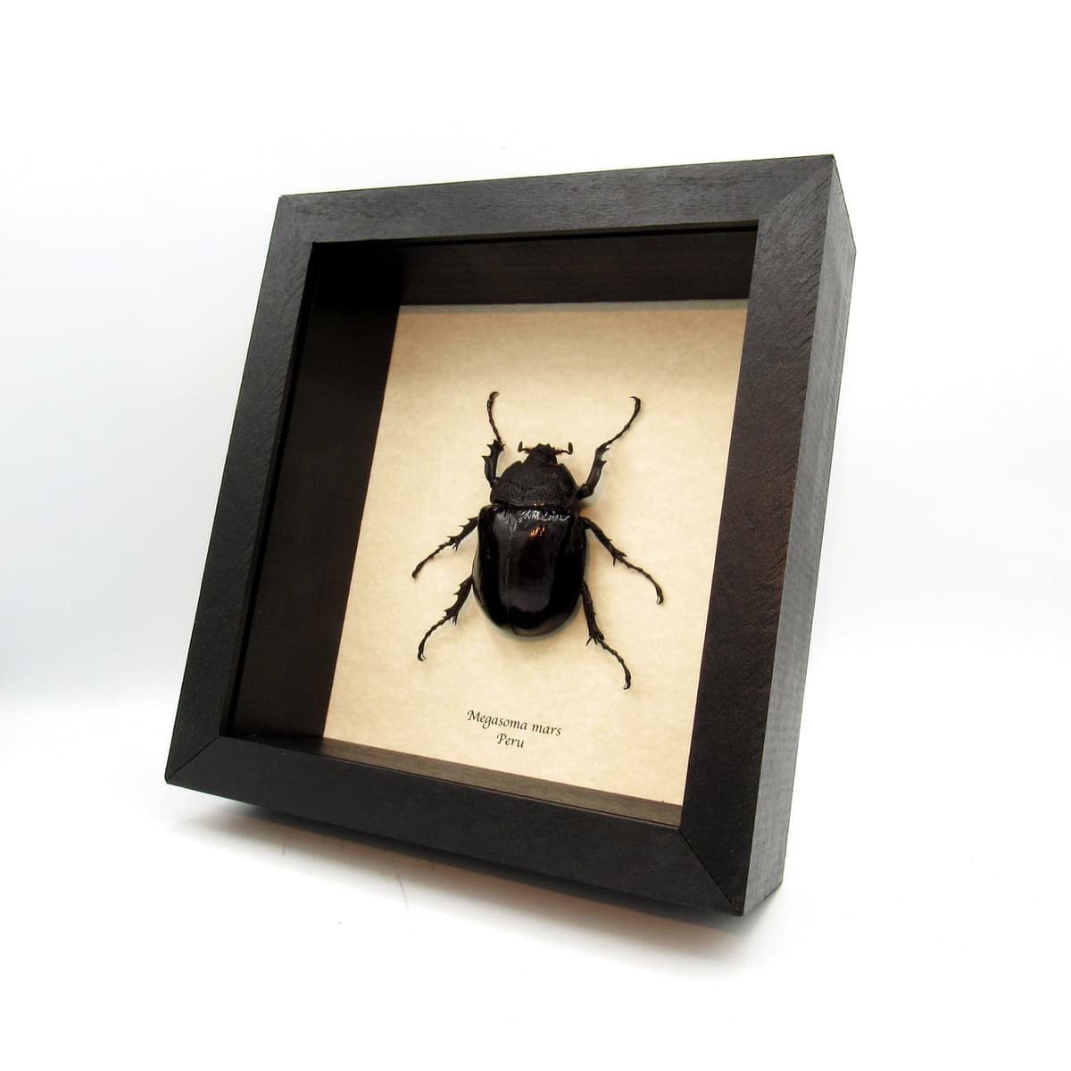 Real XL Rhinoceros beetle framed taxidermy - Megasoma mars - female