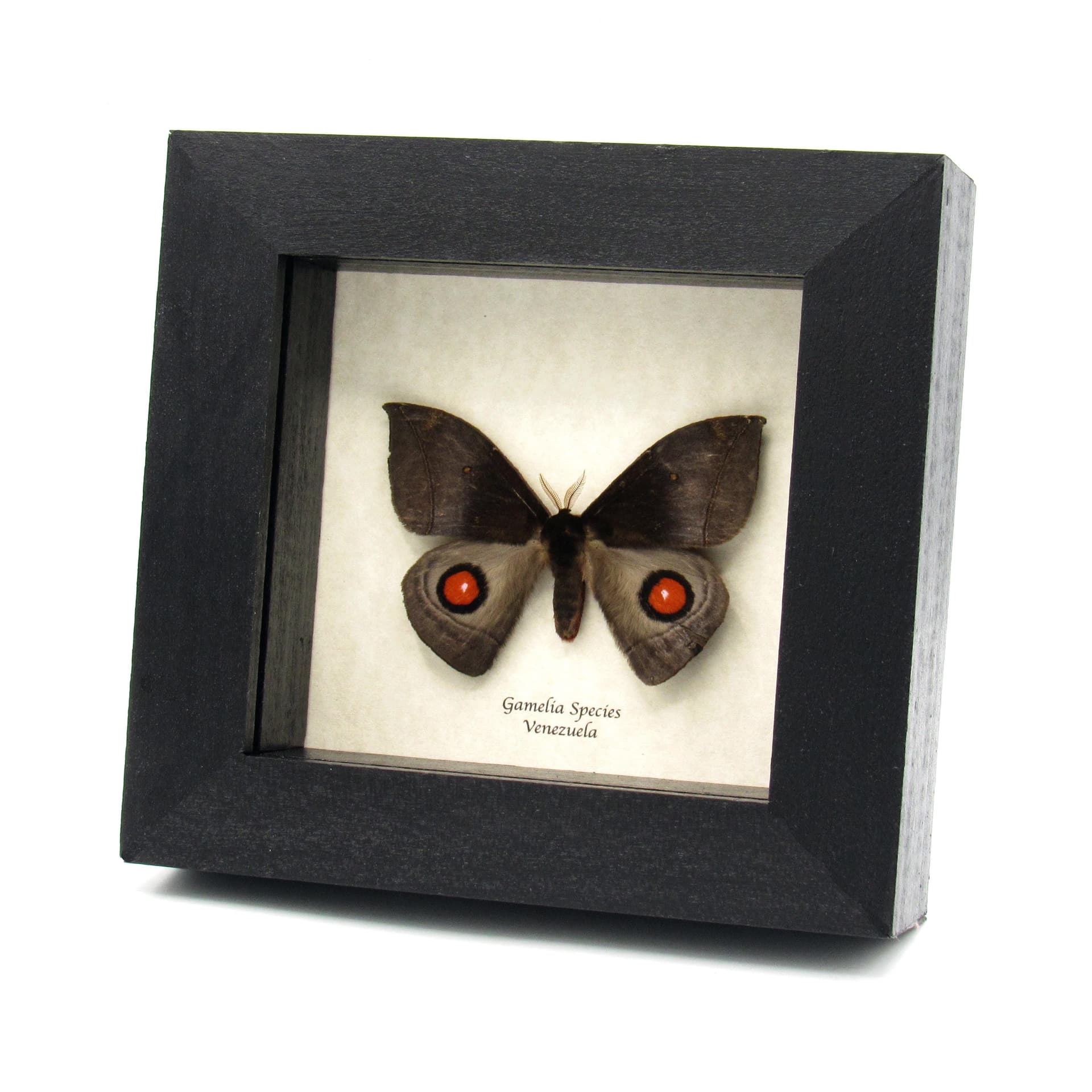 Real red Saturn moth framed taxidermy - Gamelia species