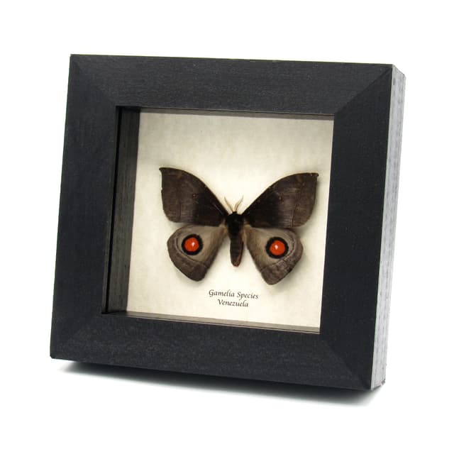 Real red Saturn moth framed taxidermy - Gamelia species