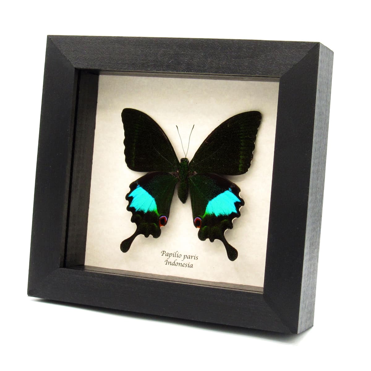 Real Peacock Swallowtail butterfly framed taxidermy - Papilio paris - XL female
