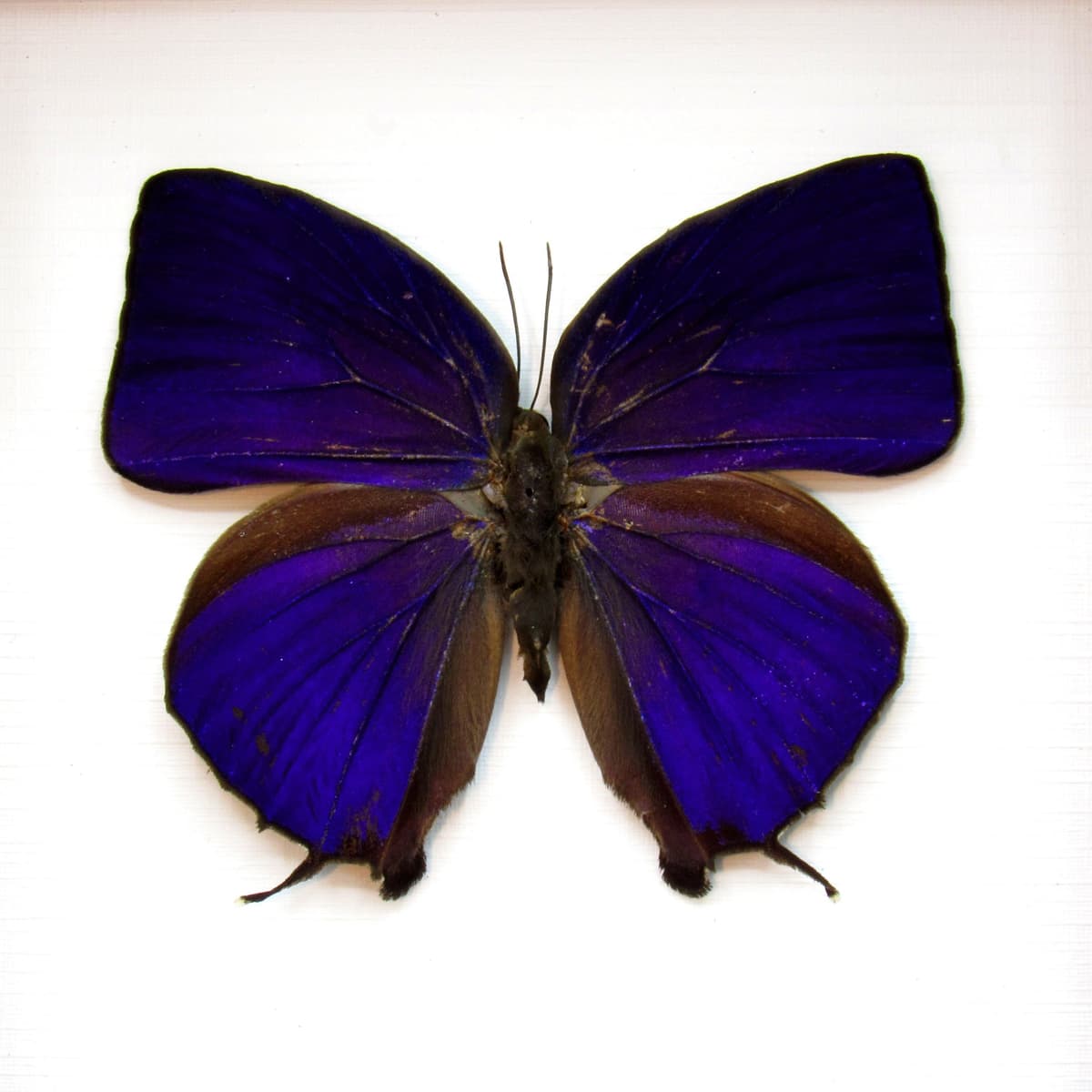 Real purple metallic butterfly framed taxidermy - Arhopala hercules