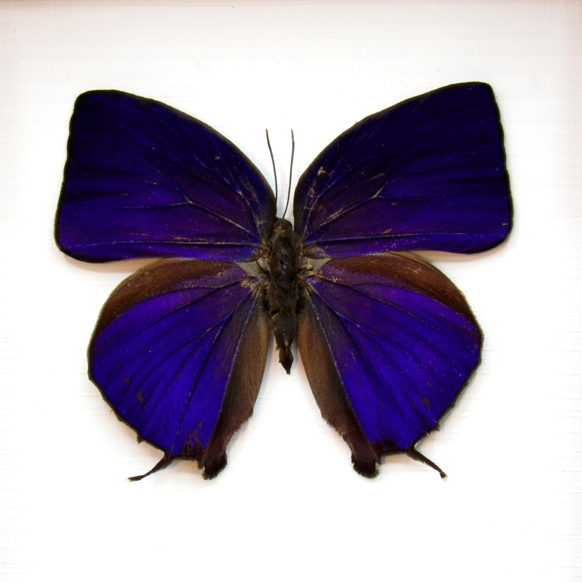 Real purple metallic butterfly framed taxidermy - Arhopala hercules