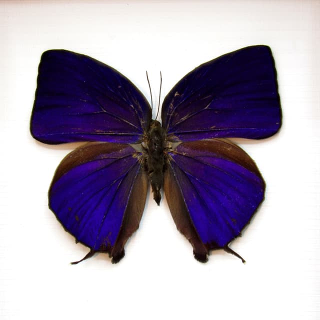 Real purple metallic butterfly framed taxidermy - Arhopala hercules