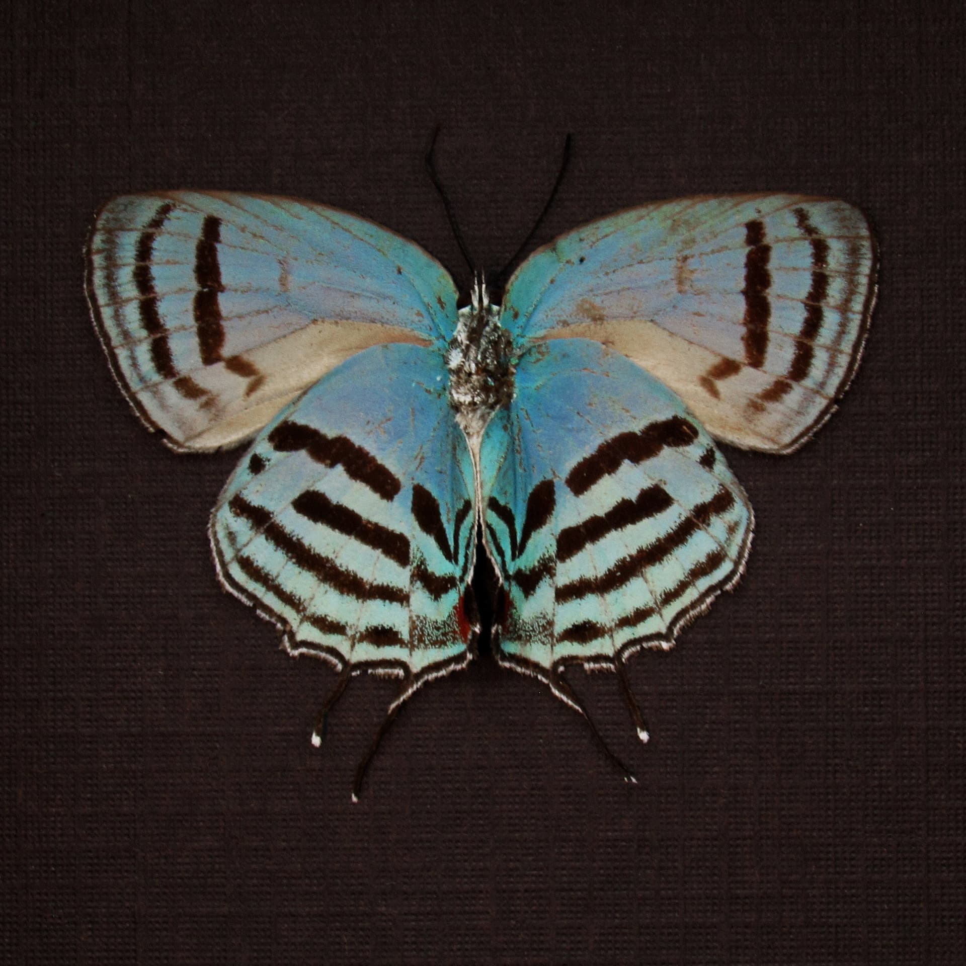 Real blue Hairstreak butterfly framed taxidermy - Evenus tagyra