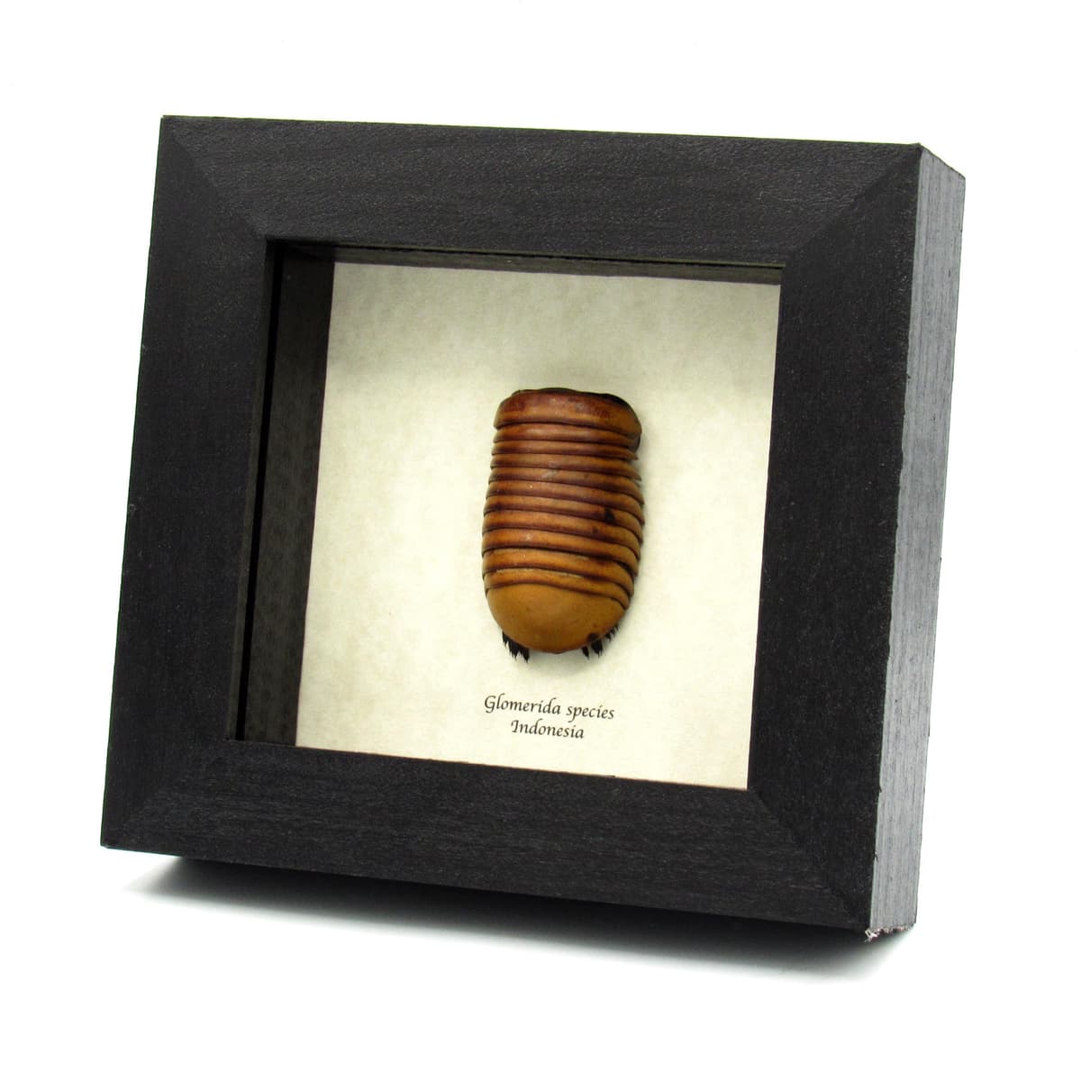 Giant Roly Poly (Pill-Millipede) framed taxidermy - Glomerida species