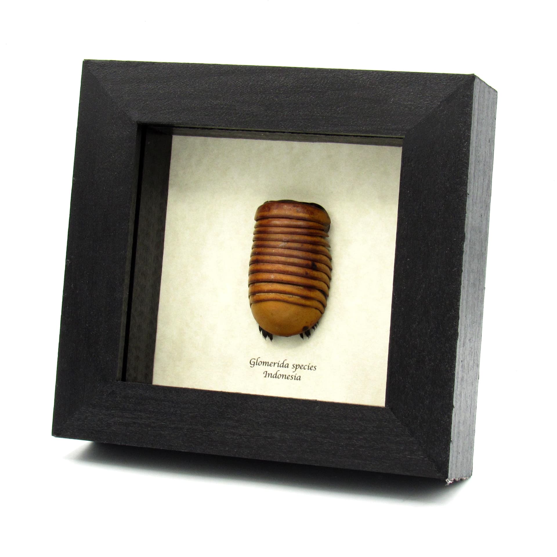 Giant Roly Poly (Pill-Millipede) framed taxidermy - Glomerida species