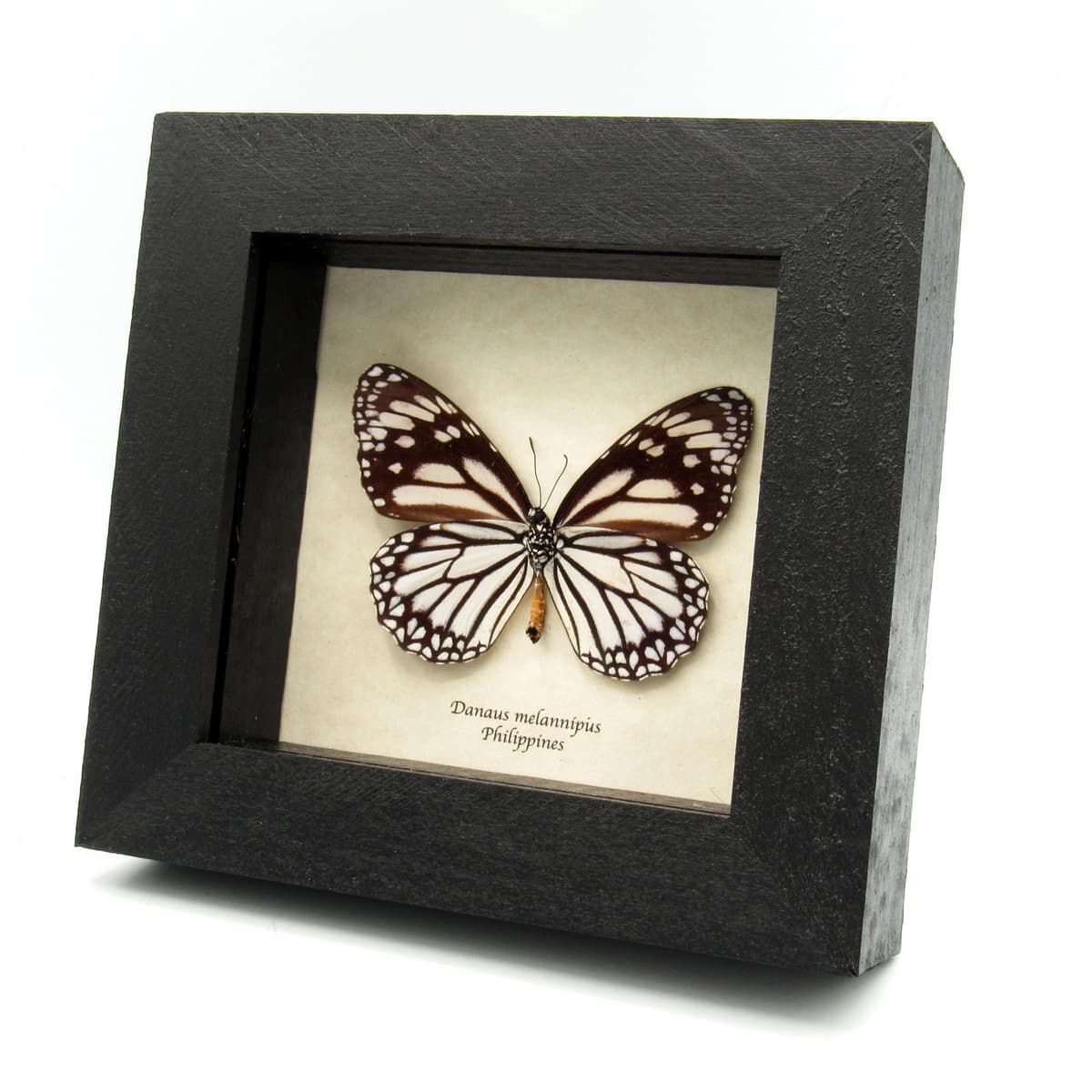 Real White Tiger butterfly framed taxidermy - Danaus melannipus