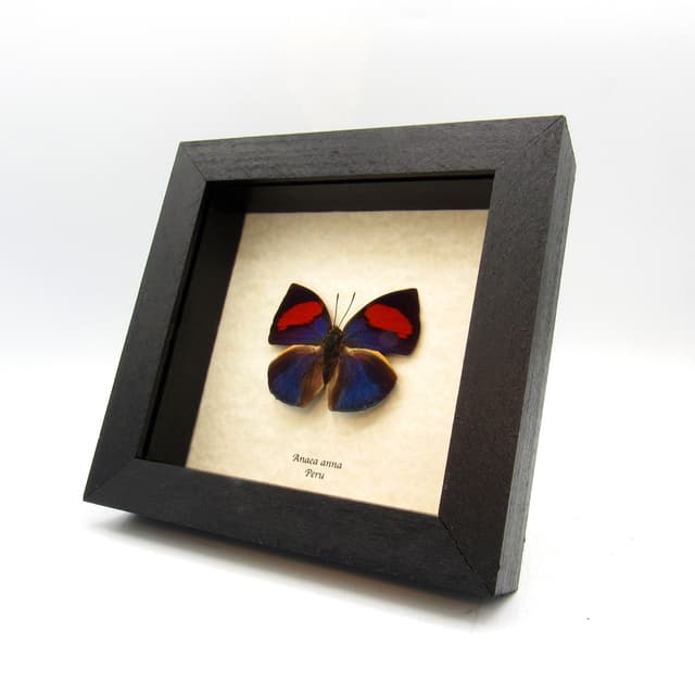 Rare red purple butterfly framed taxidermy - Anaea anna