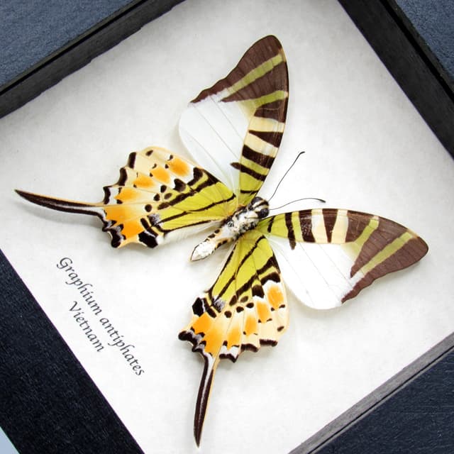 Real Swordtail butterfly framed taxidermy - Graphium antiphates