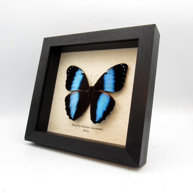 Real metallic blue Morpho butterfly framed taxidermy - Morpho helenor lacommei