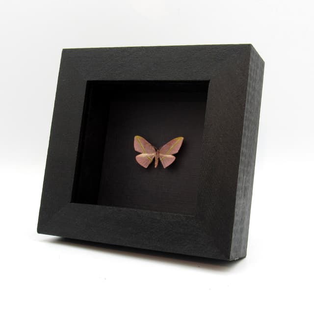 Real tiny mauve Geometer moth framed taxidermy - Hypochrosis iris