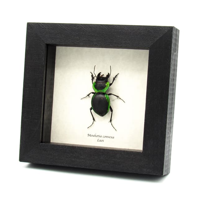 Rare large green Ground beetle framed taxidermy - Mouhotia convexa