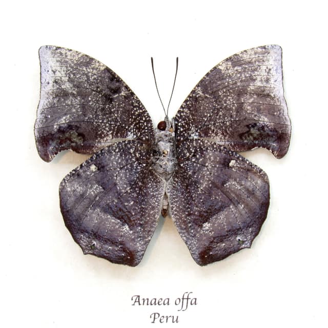 Real bark mimicking butterfly framed taxidermy - Anaea offa