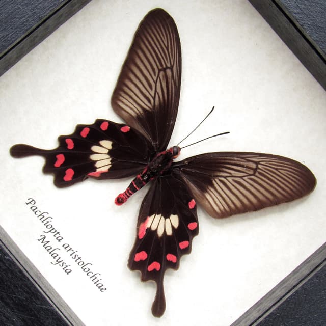 Real Common Rose butterfly framed taxidermy - Pachliopta aristolochiae