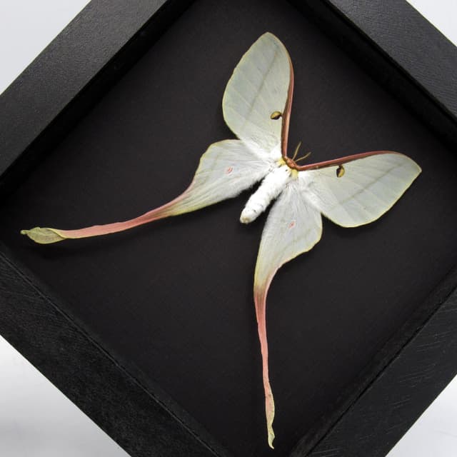 Rare Chinese Moon Moth framed taxidermy - Actias dubernardi - female