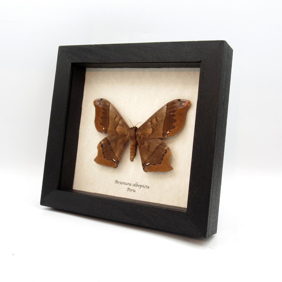Real large Saturn moth framed taxidermy - Arsenura albopicta
