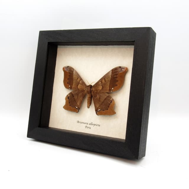 Real large Saturn moth framed taxidermy - Arsenura albopicta
