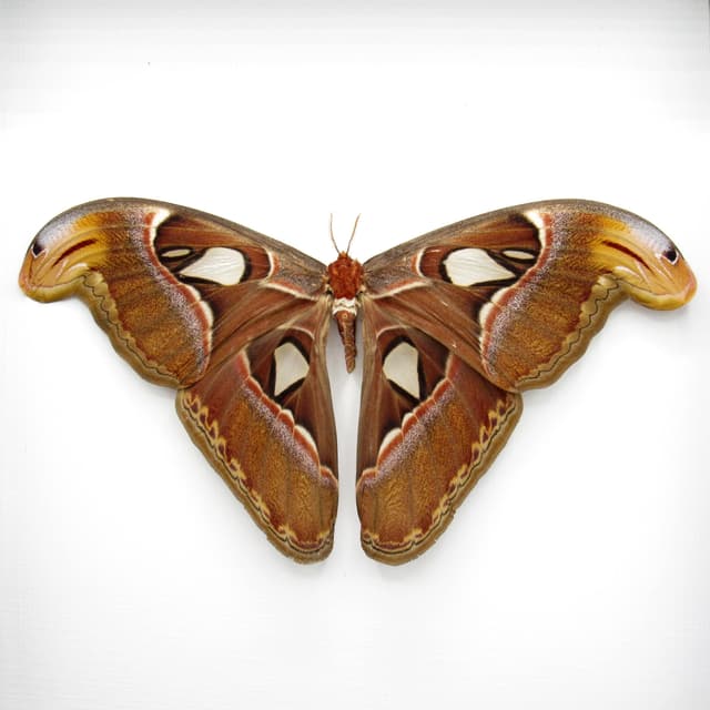 XL framed Atlas moth - Attacus atlas - female - Victorian mount - 9.9" wingspan