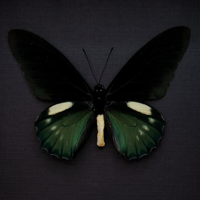 Real iridescent green Belus Swallowtail butterfly framed taxidermy - battus belus