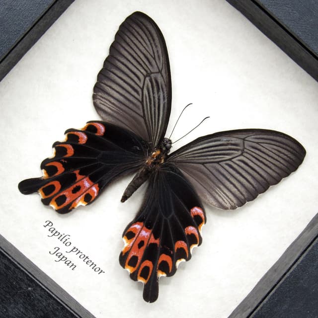 Real Black Spangle Swallowtail butterfly framed taxidermy - Papilio protenor - female