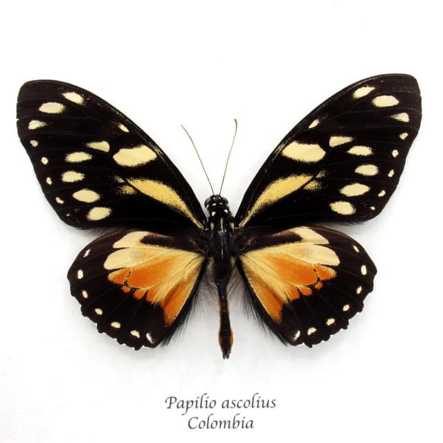 Rare orange Ascolius butterfly framed taxidermy - Papilio ascolius
