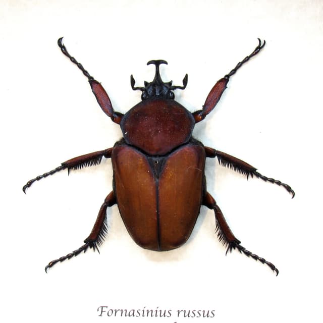 Large deep red Scarab beetle framed taxidermy - Fornasinius russus