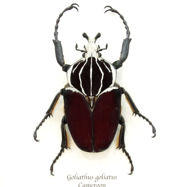 XL real Flower Beetle framed taxidermy - Goliathus goliatus