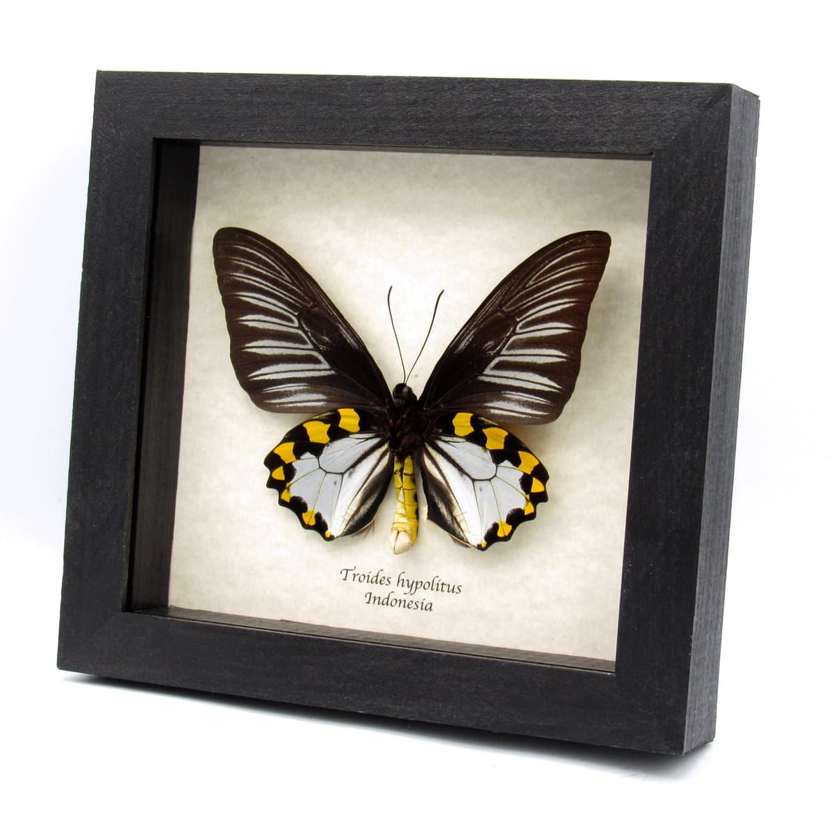 Real XL Silver Birdwing butterfly framed taxidermy - Troides hypolitus