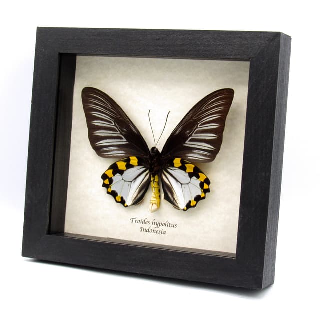 Real XL Silver Birdwing butterfly framed taxidermy - Troides hypolitus