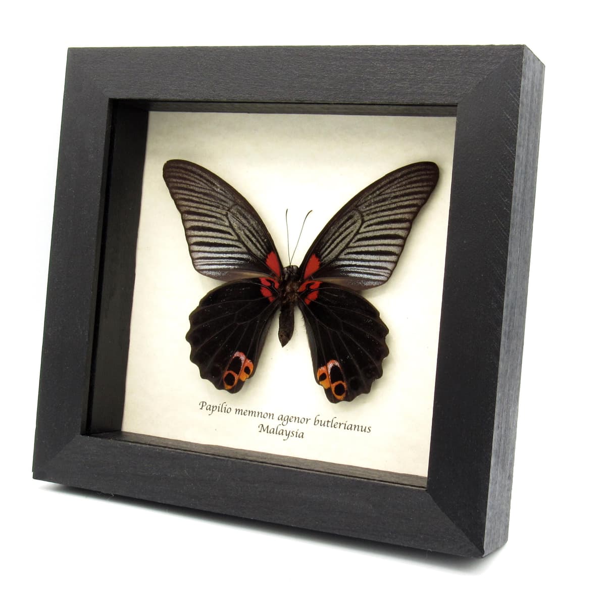 Real Great Mormon butterfly framed taxidermy - Papilio memnon agenor butlerianus