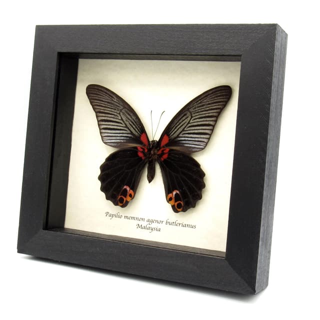 Real Great Mormon butterfly framed taxidermy - Papilio memnon agenor butlerianus