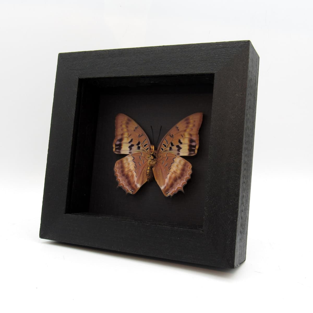 Real Violet Washed Charaxes butterfly framed taxidermy - Charaxes lucretius - female