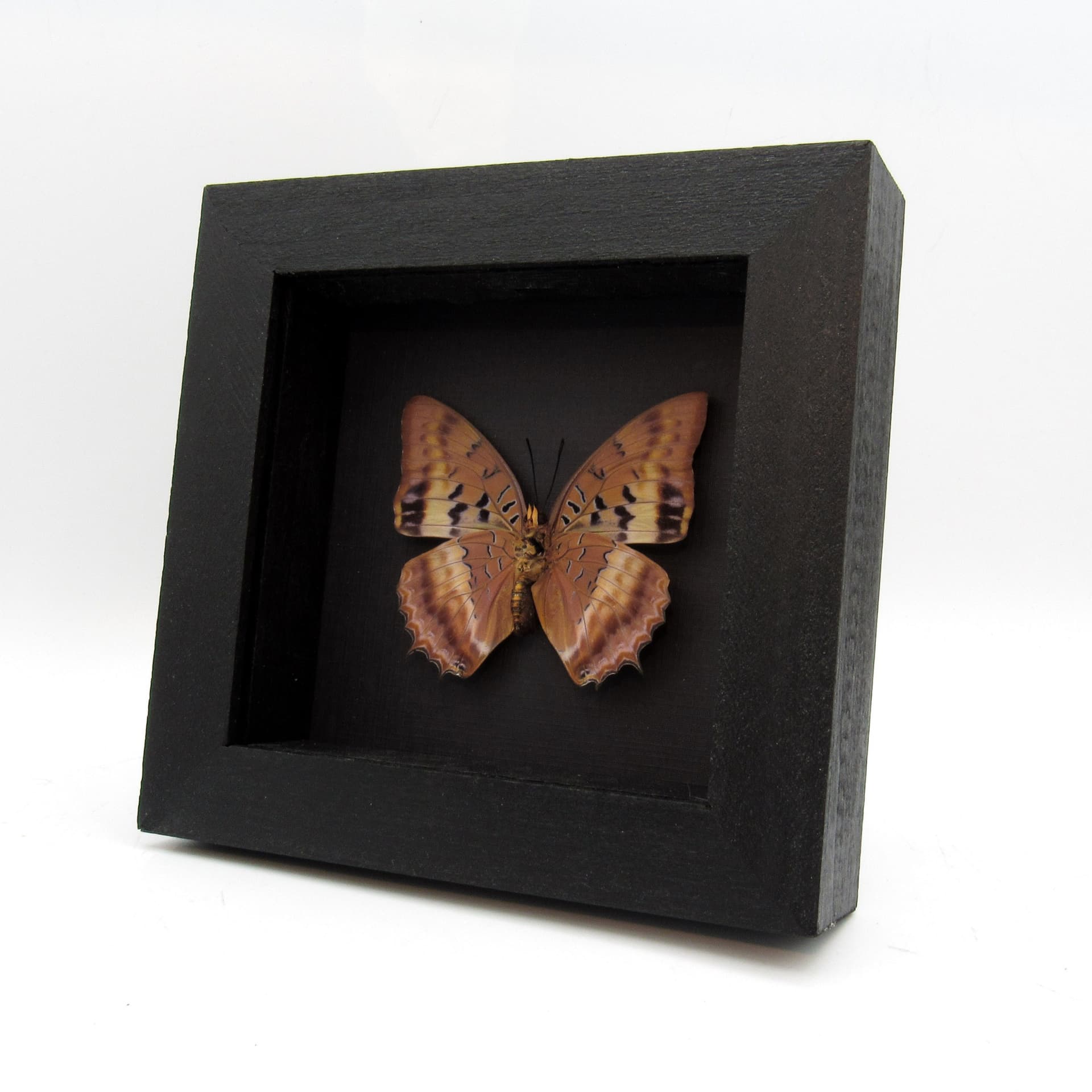 Real Violet Washed Charaxes butterfly framed taxidermy - Charaxes lucretius - female