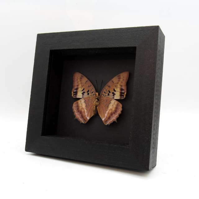 Real Violet Washed Charaxes butterfly framed taxidermy - Charaxes lucretius - female