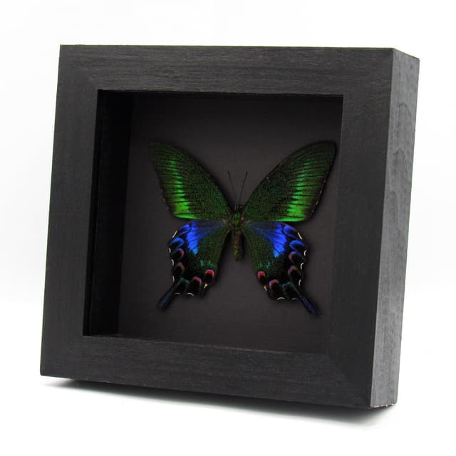 Rare black Peacock butterfly framed taxidermy - Papilio bianor kotoensis - female