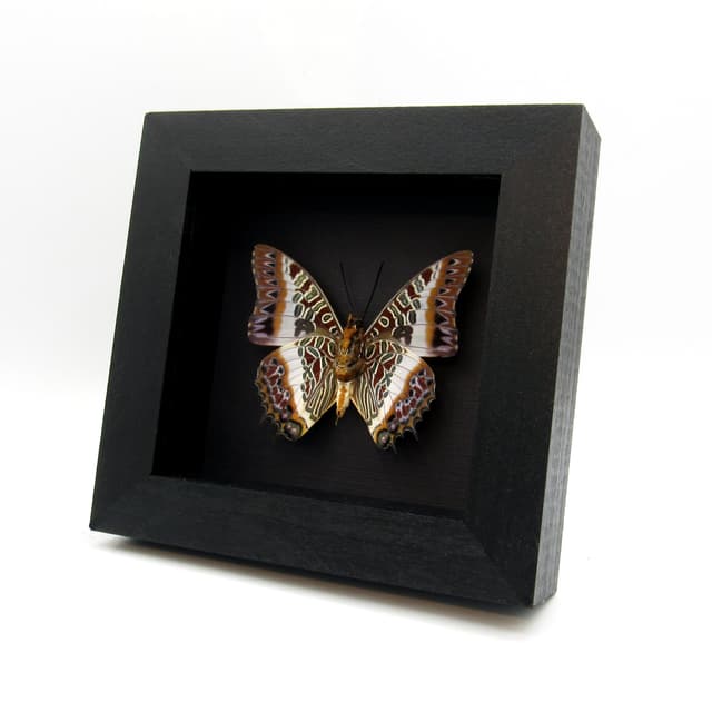 Real White-barred Emperor butterfly framed taxidermy - Charaxes brutus
