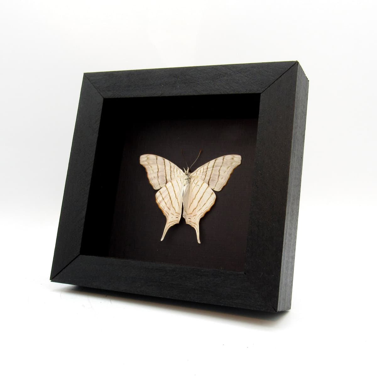 White Daggerwing butterfly framed taxidermy - Marpesia livius - Victorian mount