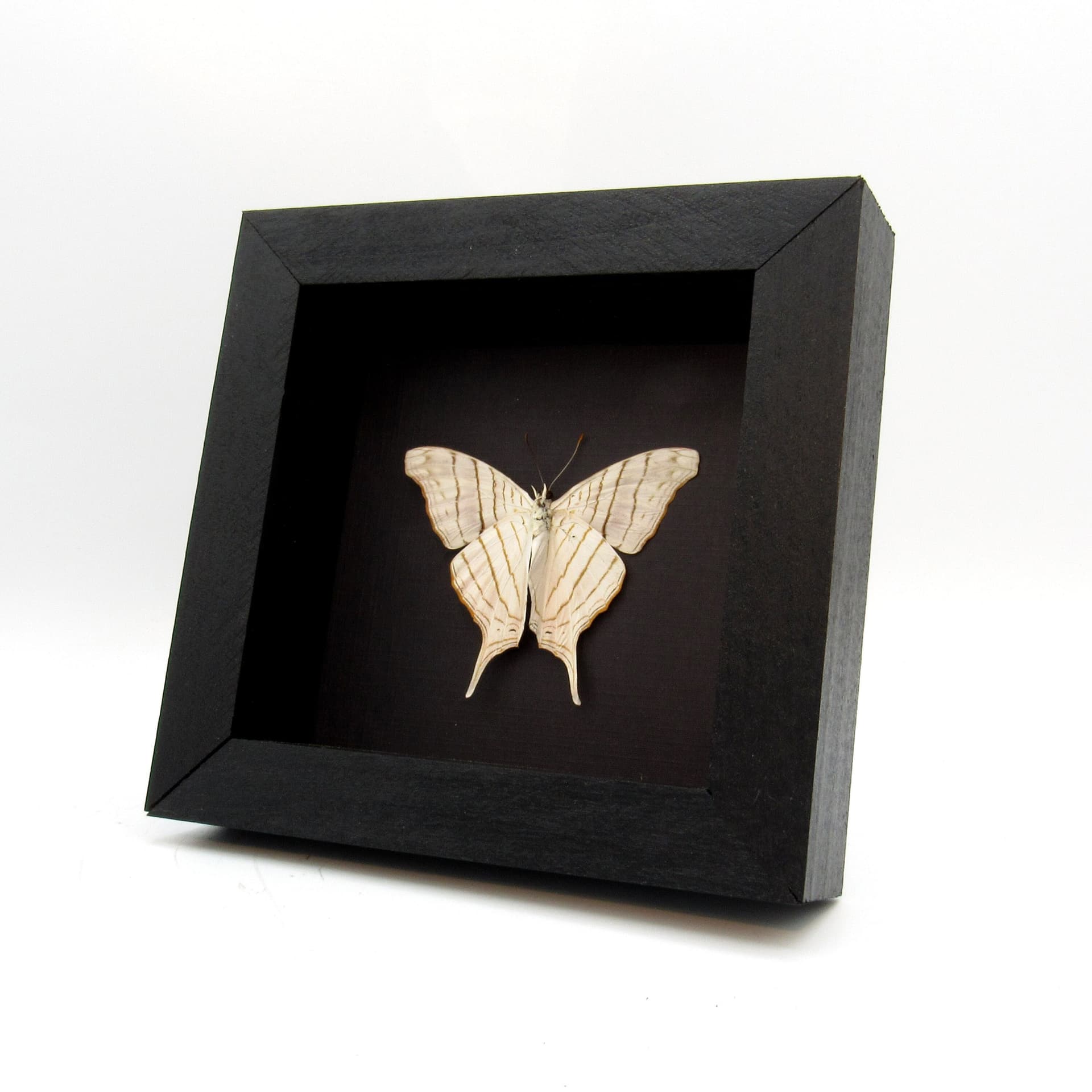 White Daggerwing butterfly framed taxidermy - Marpesia livius - Victorian mount