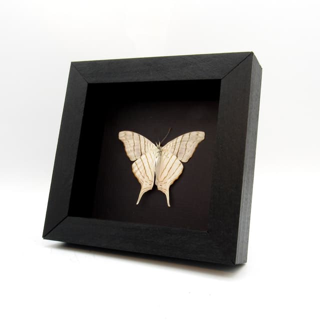 White Daggerwing butterfly framed taxidermy - Marpesia livius - Victorian mount