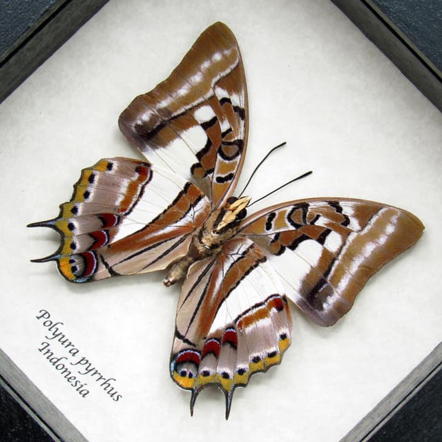 Real butterfly framed taxidermy - Polyura pyrrhus (verso)