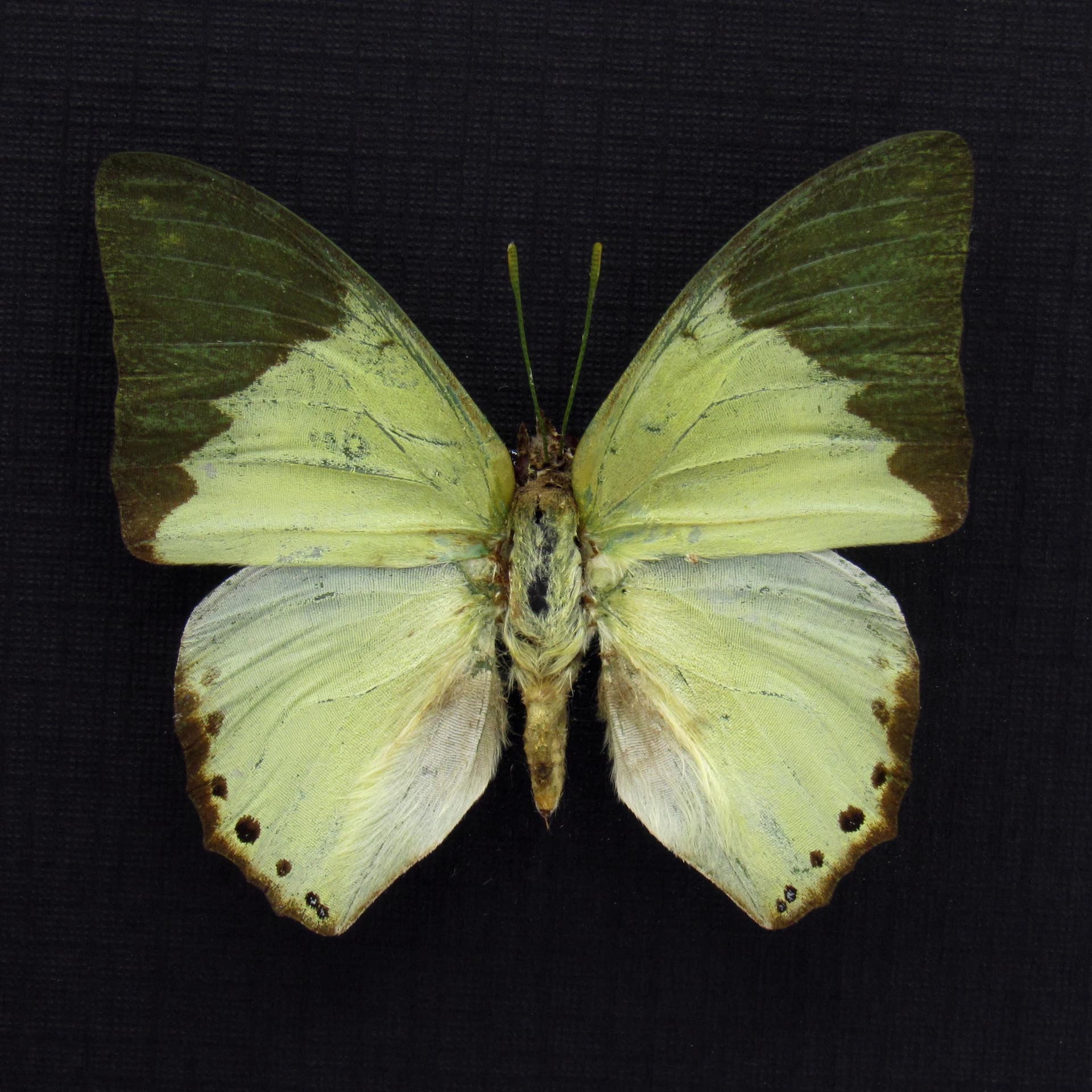 Real green butterfly framed taxidermy - Charaxes eupale