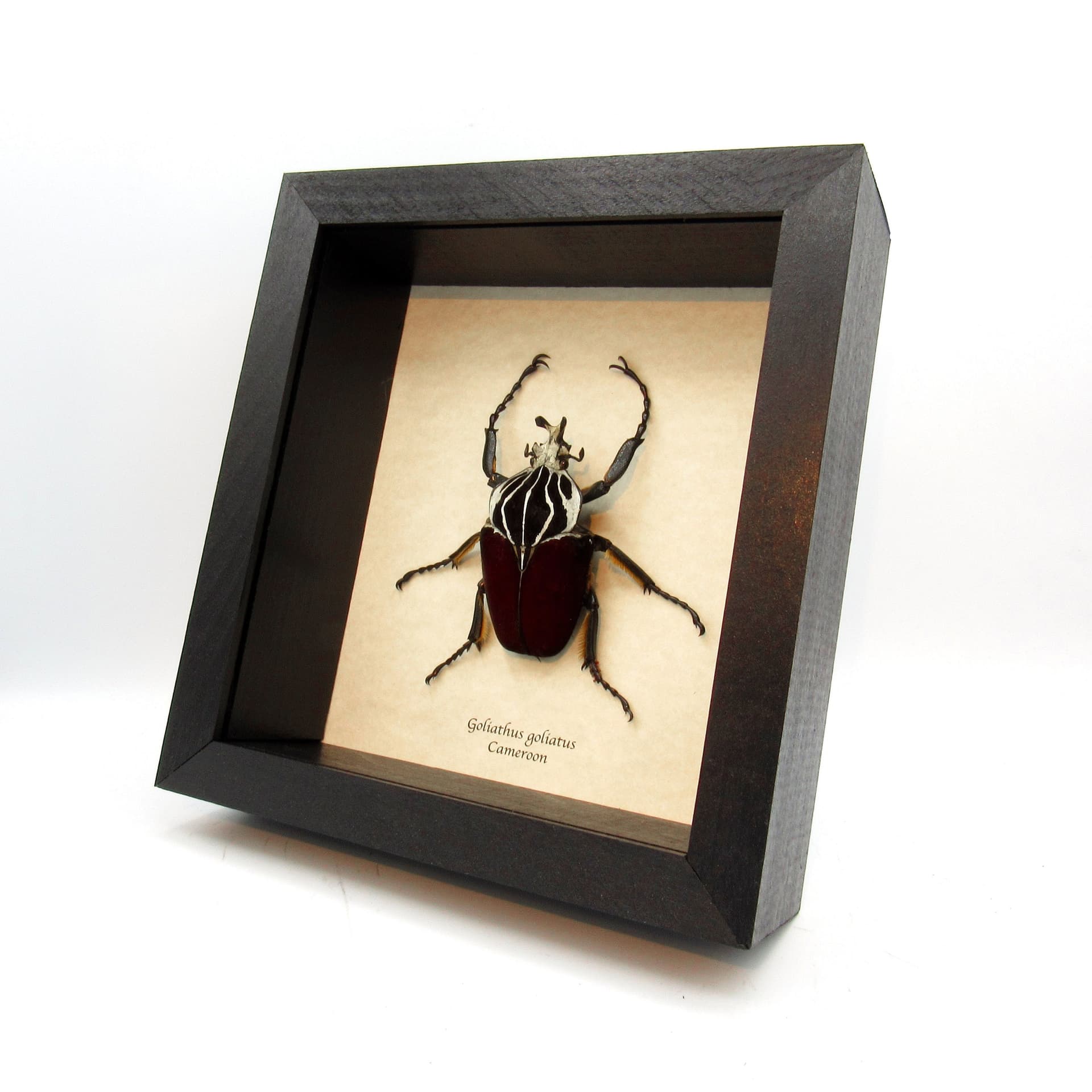 Very large real Flower Beetle framed taxidermy - Goliathus goliatus