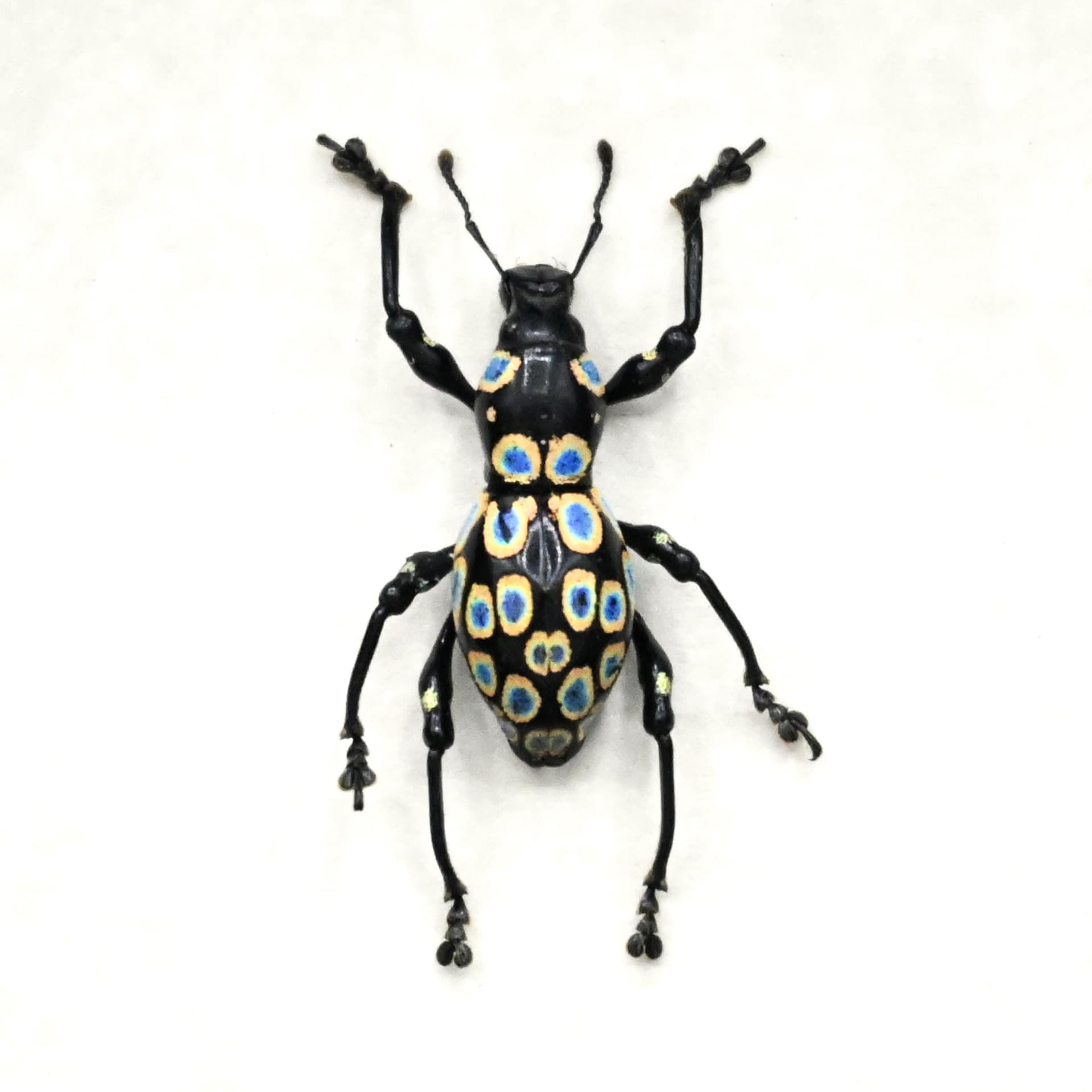 Real gold ringed weevil beetle framed specimen - Pachyrhynchus congestus pavonius