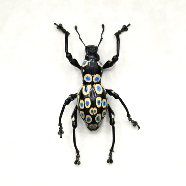 Real gold ringed weevil beetle framed specimen - Pachyrhynchus congestus pavonius