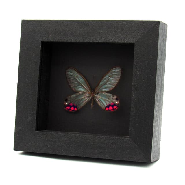 Rare pink glasswing butterfly framed taxidermy - Cithaerias pyropina