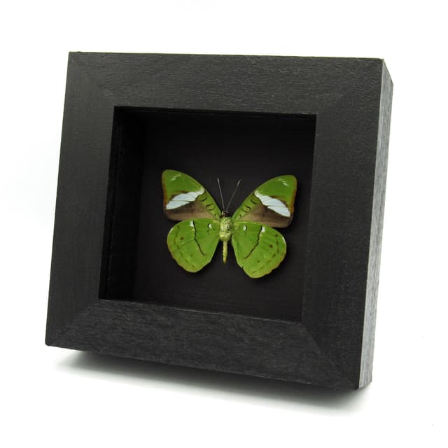 Rare Green Olivewing butterfly framed taxidermy - Nessaea aglaura
