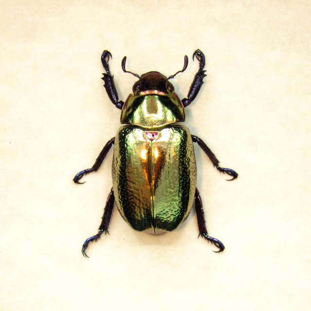 Large rare gold metallic jewel beetle framed taxidermy - Chrysina curoei