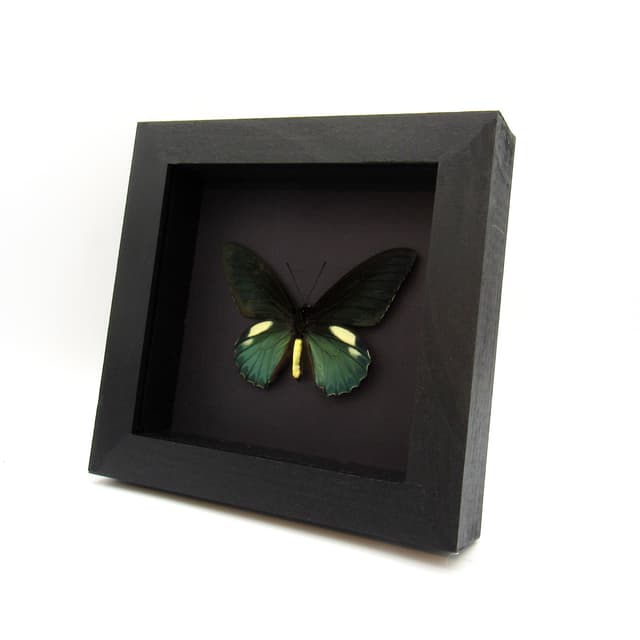 Real iridescent green Belus Swallowtail butterfly framed taxidermy - Battus belus