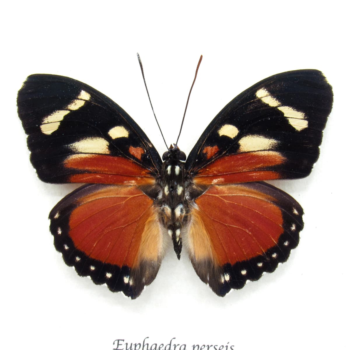 Rare Perseis Mimic Forester butterfly framed taxidermy - Euphaedra perseis